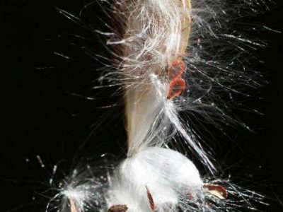 【入賞者発表】第50回千葉県民写真展　「ネイチャーの部」